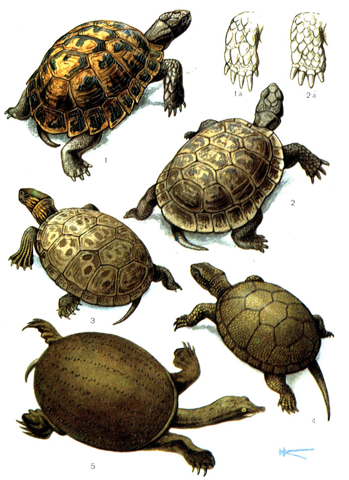Таблица 7: 1 - средиземноморская черепаха (85), 1а - передняя лапа; 2 - среднеазиатская черепаха (87), 2а - передняя лапа; 3 - каспийская черепаха (82); 4 - болотная черепаха (84); 5 - дальневосточная черепаха (81)