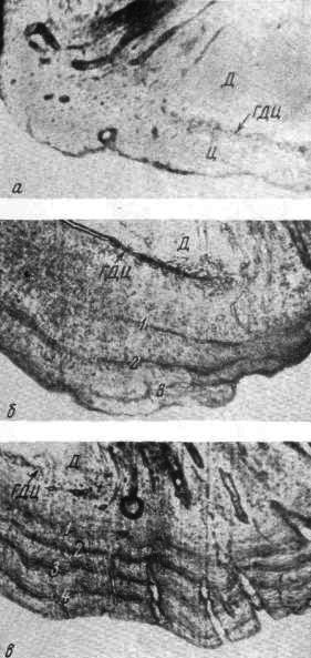 Продольные срезы нижней части корня клыков песцов: сеголетка (а), трехлетнего (б), четырехлетнего (в)