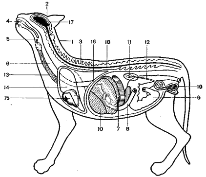 Схема строения млекопитающих