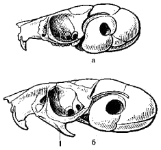 Черепа пятипалого (a) и трехпалого (б) карликовых тушканчиков