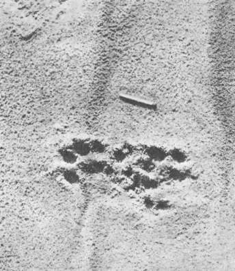 Отпечатки лап выдры на песке 