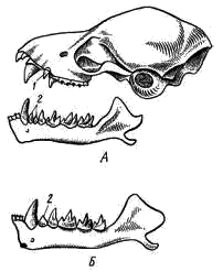 Череп ушана (А) и нижняя челюсть широкоушки (Б)