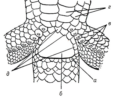 Анальная область луговой ящерицы с прианальными щитками 