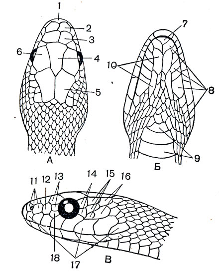 Расположение щитков на голове сверху (А), снизу (Б) и сбоку (В) у змей 