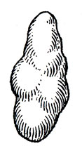 Кладка икры уссурийского когтистого тритона