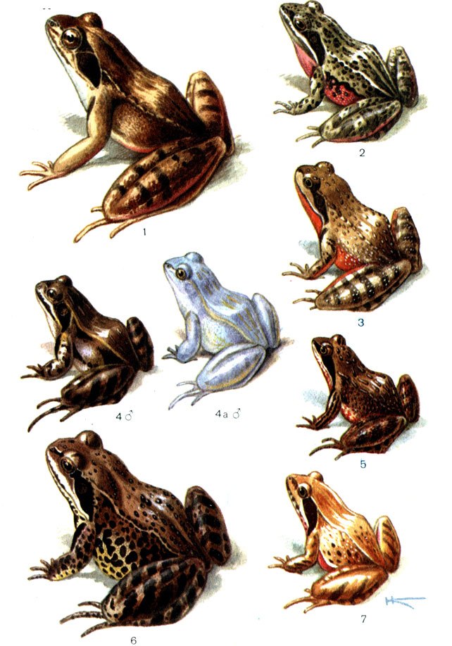 Таблица 6: 1 - прыткая лягушка (70); 2 - закавказская лягушка (67); 3 - малоазиатская лягушка (69); 4 - остромордая лягушка (65), 4а - в брачном наряде; 5 - сибирская лягушка (67); 6 - травяная лягушка (71); 7 - дальневосточная лягушка (72)