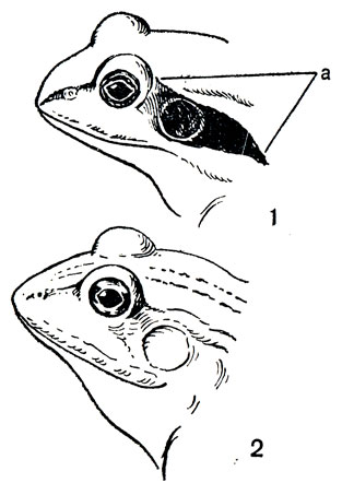 Головы лягушек:   1 - остромордой, 2 - прудовой, а - височное пятно