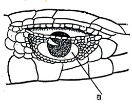Глаз и окружающие щитки у золотистой мабуи - прозрачное «окошко»
