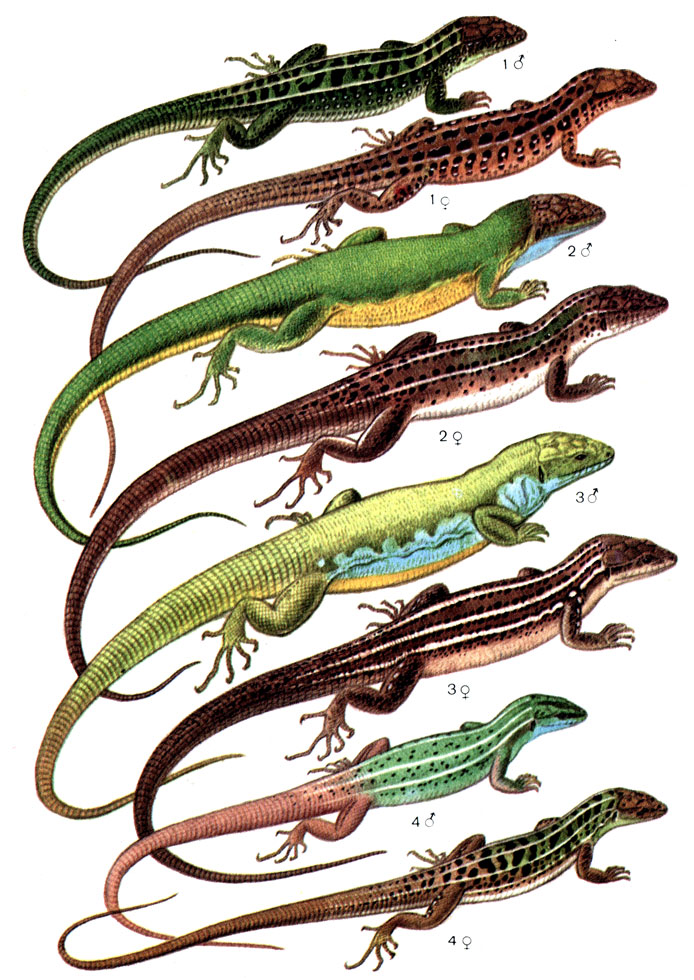 Таблица 18: 1 - прыткая ящерица (176); 2 - зеленая ящерица (172); 3 - средняя ящерица (173); 4 - полосатая ящерица (170)