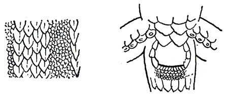 Спинная и спинно - боковая чешуя, анальная область амурской долгохвостки 