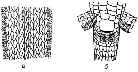 Спинная и спинно - боковая чешуя (а) и анальная область (б) корейской долгохвостки
