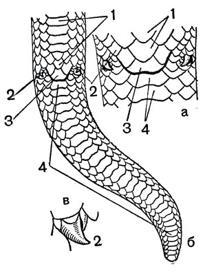 Клоакальная область (а), хвост (б) и рудимент задней конечности (в) самца удавчика 