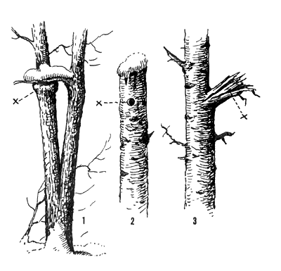 Разные типы дупел с гнездами белок: слева - в дубе на месте повреждения ствола сучком соседнего дерева; в середине - дупло в осине, сделанное большим пестрым дятлом; справа - в полости излома бокового ствола осины. Горьковская обл.