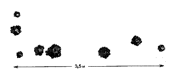 План расположения вулкановидных, или шапковидных, кучек земли над ходом крота на лесном лугу. Диаметр основания кучек 10-45 см (изредка до 75 см). Интервалы между кучками 50-80 см, реже до 120-150 см. Окрестности Москвы, апрель