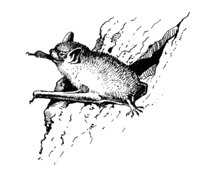 Нетопырь-карлик, одна из самых мелких летучих мышей, вылезает из дневного убежища (е. в.). Махачкала, Дагестанская АССР