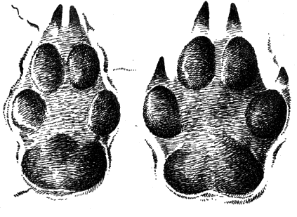 Отпечатки лап степного казахстанского волка; слева - задней, справа передней (ум.)