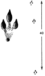 Отпечаток задней ноги большого тушканчика (е. в.) и следы его прыжка