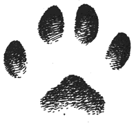 Отпечатки задней и передней (справа) лап кавказской лесной кошки (е. в.)