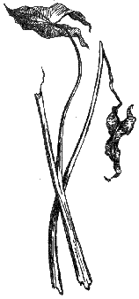 Листья стрелолиста, срезанные и частично объеденные водяной крысой (ум.)