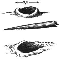 Ямки в иле - след клюва серого журавля (вверху) и серого гуся (внизу), достававших нежные побеги тростника