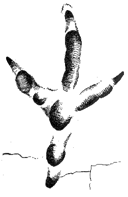 Отпечаток лапы степного орла на грязи лужи (е. в.)