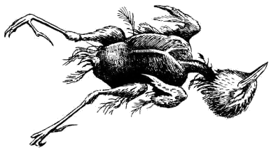 Молодой полевой конек (слеток), пойманный луговым лунем   и приготовленный для скармливания птенцам