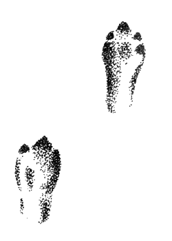 Отпечатки двух задних ног емуранчика на плотном песке при коротких прыжках (е. в.)