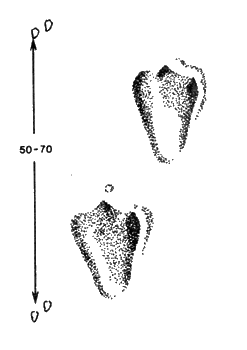 Отпечатки двух задних ног мохноногого тушканчика на плотном песке при коротких прыжках (е. в.)