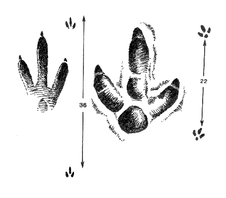 Слева - отпечаток ноги и длина шага авдотки, справа - дрофы-красотки, или джека; обе наземные бегающие птицы полупустынь и пустынь.  Трехпалый след авдотки напоминает след тушканчика.
