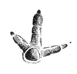 Отпечаток правой ноги самца стрепета (е. в.)