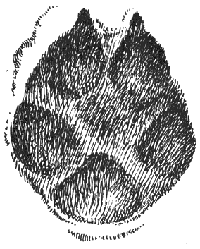Отпечаток правой передней лапы среднерусской лисицы на рыхлом мелком снегу