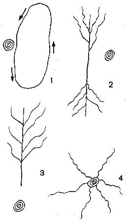Схемы следов белок, нарисованные тунгусом-охотником