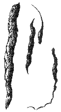Слева - помет лесной куницы, посредине - горностая и справа внизу - крупной крымской ласки (ум.)