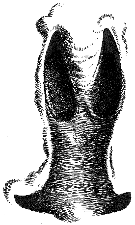 Отпечаток ноги взрослого самца сибирской косули при быстрых прыжках