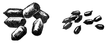 Слева - зимний помет сибирской косули, справа - кабарги