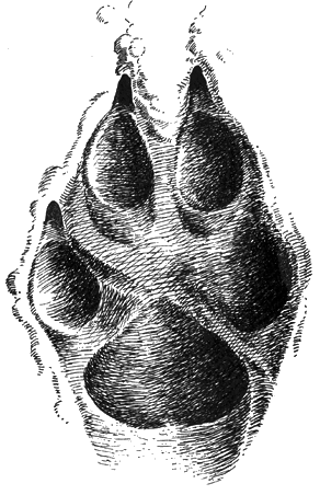 Отпечаток передней лапы крупного среднерусского волка-самца на сыром песке (размеры 12,5 на 8,5 см)