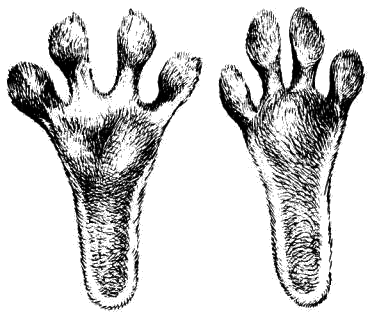 Слева ступня задней ноги беляка в зимнем наряде, несколько сношенном (самец, вес 3400 г).