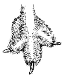 Нога белой куропатки в зимнем оперении, опирающаяся на субстрат