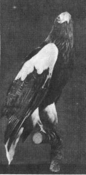 Чучела камчатского орлана, сокола-сапсана,    бородатой куропатки выполнены мягкой набивкой