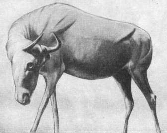 Манекен из папье-маше антилопы гну