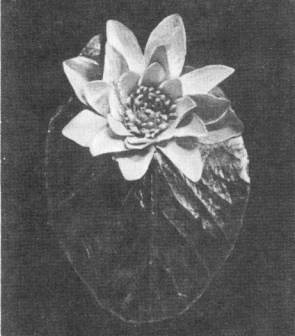 Лилия, изготовленная из батиста