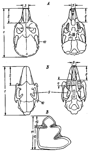 Схемы промеров черепа переднего нижнего предкоренного зуба (Р3) зайцеобразных (Lagomorpha)