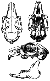 Череп капского зайца (Lepus capensis)
