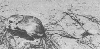 Мохноногий тушканчик (Dipus sagitta)