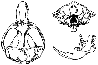 Череп белозубого слепыша (Nannospalax leucodon)