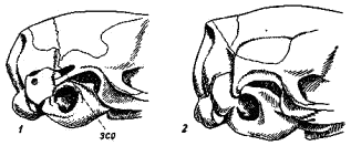 Затылочные отделы черепов мышиных (Muridae)