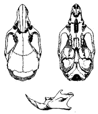 Череп полевой мыши (Apodemus agrarius)