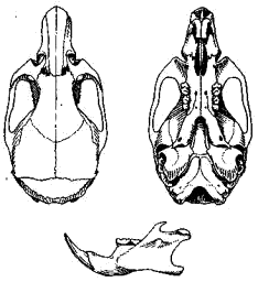 Череп малой лесной мыши (Apodemus uralensis)