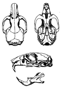 Череп джунгарского хомячка (Phodopus sungorus)