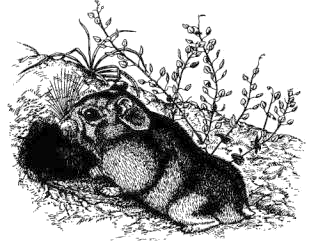Джунгарский хомячок (Phodopus sungorus)